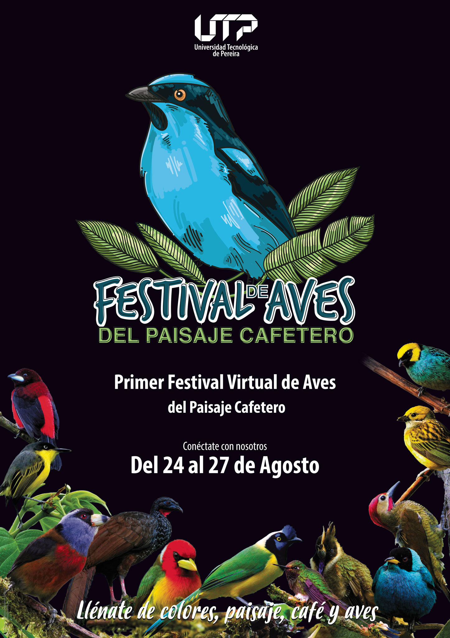 Festival  Vir